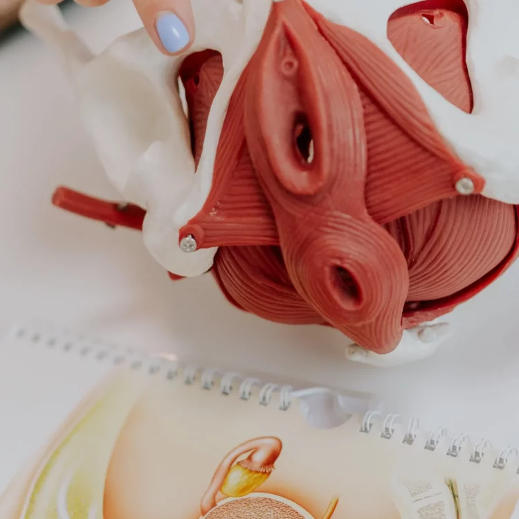 kinepunt-herzele-borsbeke-respiratoire-perinatale-kinesitherapie-31